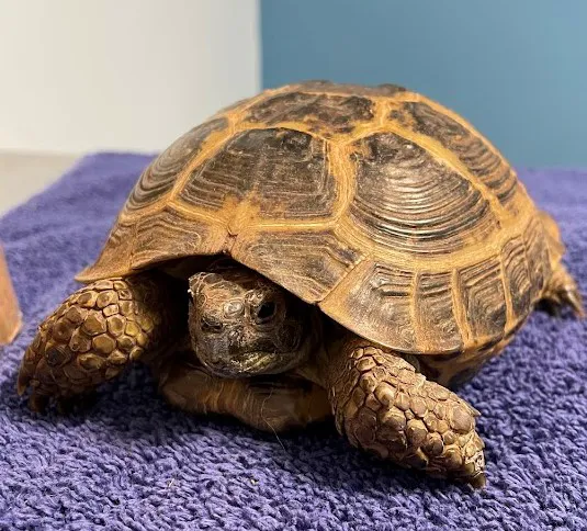 Weare Animal Hospital Picture 7