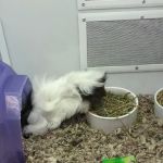 Petco