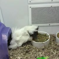 Petco ico