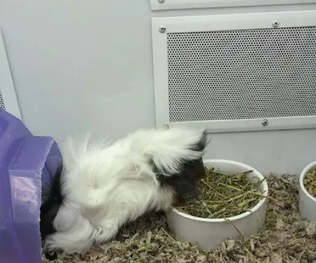 Petco