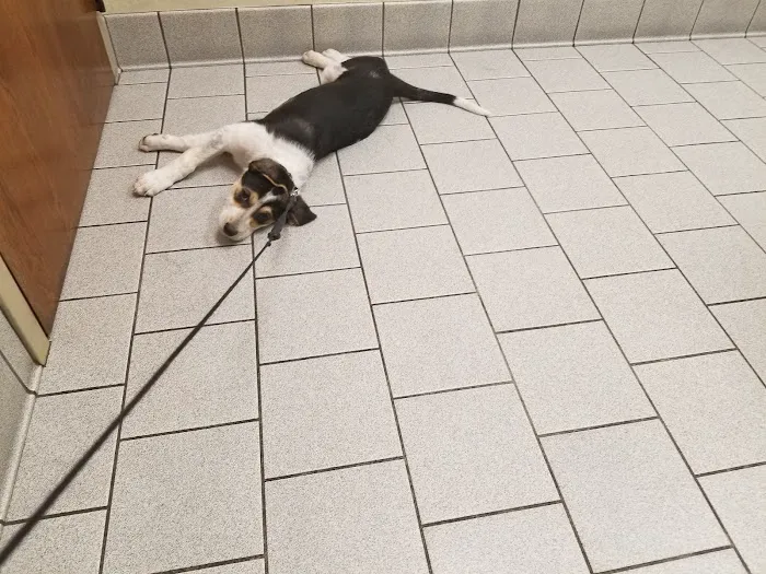 Amherst Animal Hospital Picture 2