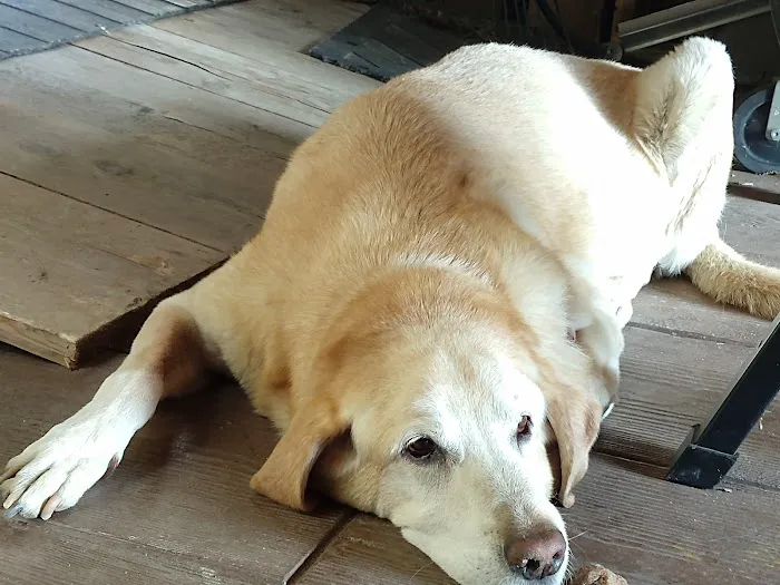 Hillsborough County Veterinary Hospital Picture 1