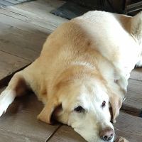 Hillsborough County Veterinary Hospital ico