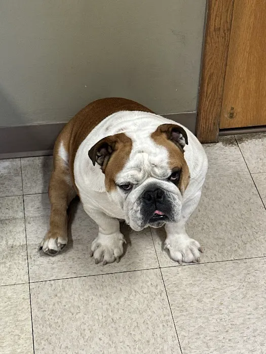 Hillsborough County Veterinary Hospital Picture 3