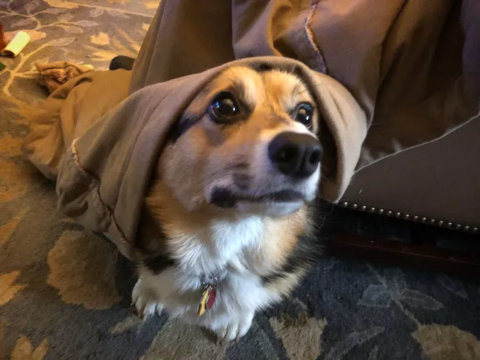 Hillsborough County Veterinary Hospital Picture 7