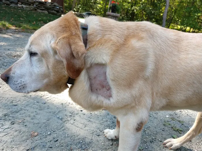 Hillsborough County Veterinary Hospital Picture 8