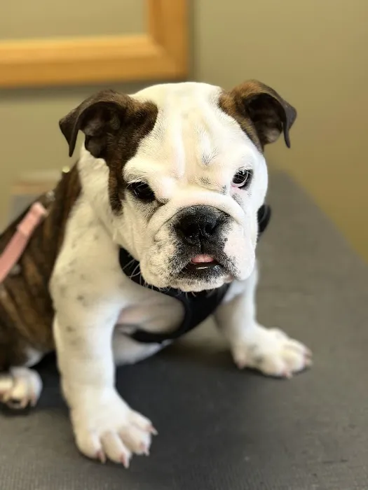 Hillsborough County Veterinary Hospital Picture 9