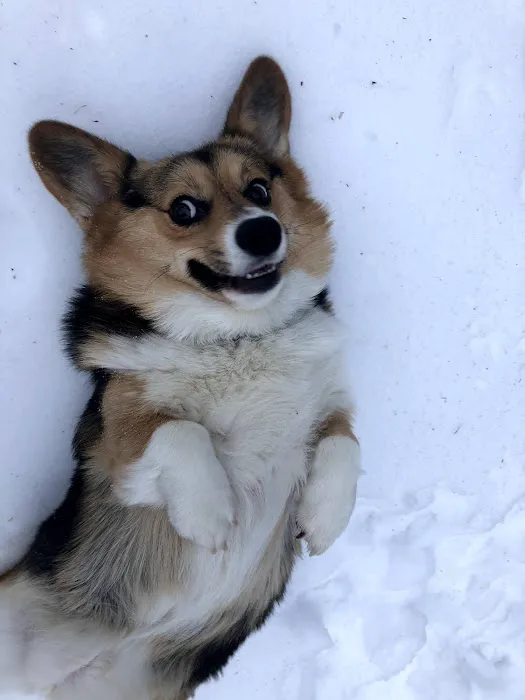 Hillsborough County Veterinary Hospital Picture 10