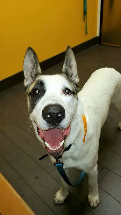 Banfield Pet Hospital Picture 2