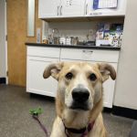 Merrimack Veterinary Hospital