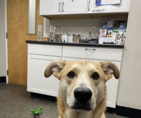 Merrimack Veterinary Hospital