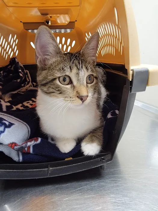 Merrimack Veterinary Hospital Picture 5