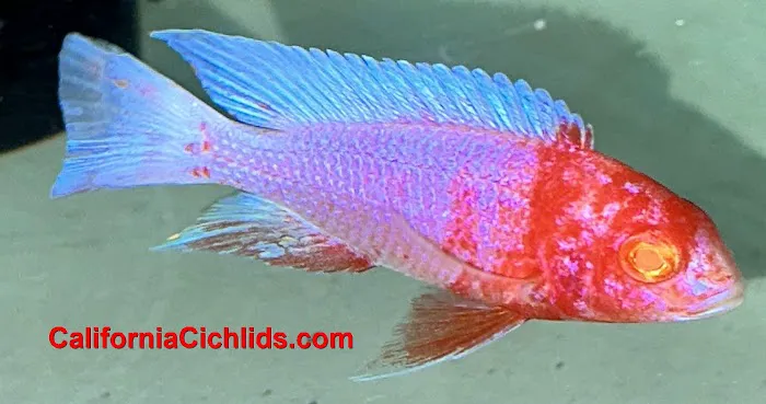 CaliforniaCichlids.com Picture 4