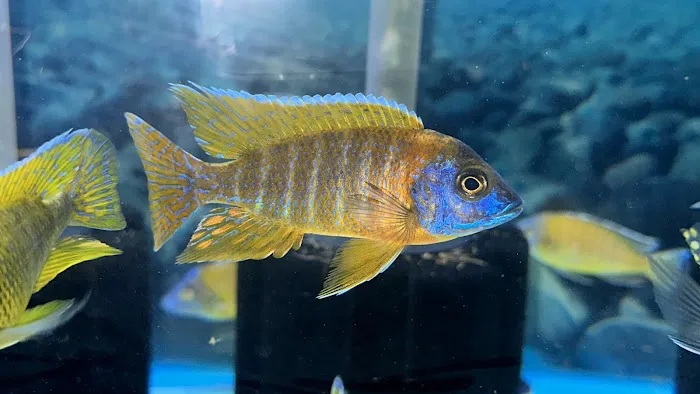 CaliforniaCichlids.com Picture 1