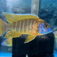 CaliforniaCichlids.com ico