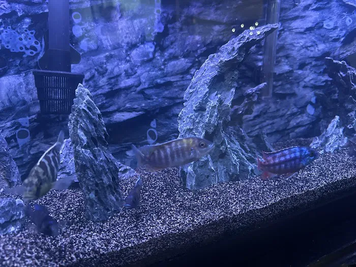 CaliforniaCichlids.com Picture 5