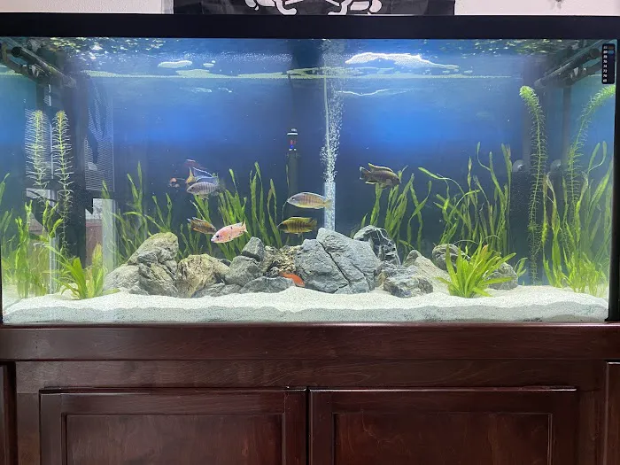 CaliforniaCichlids.com Picture 2