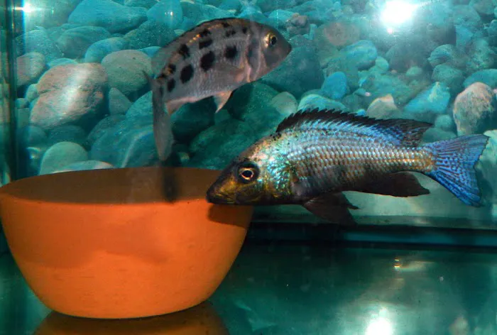 CaliforniaCichlids.com Picture 8