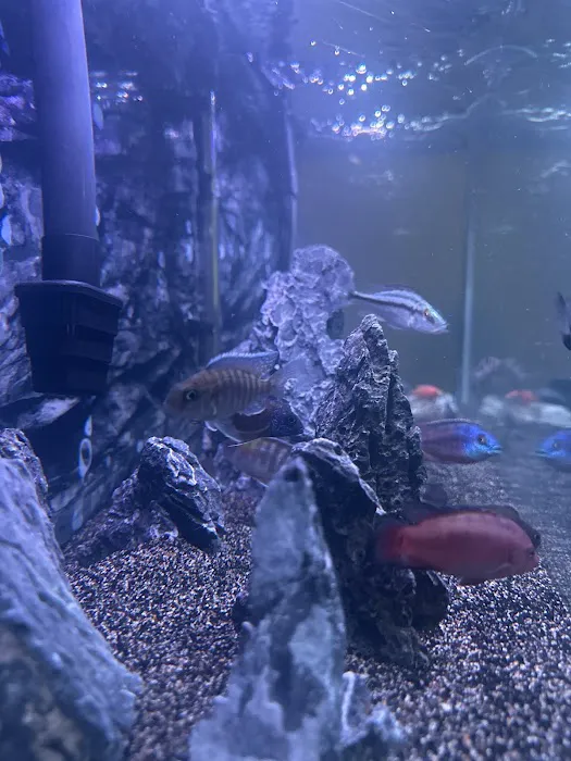 CaliforniaCichlids.com Picture 7