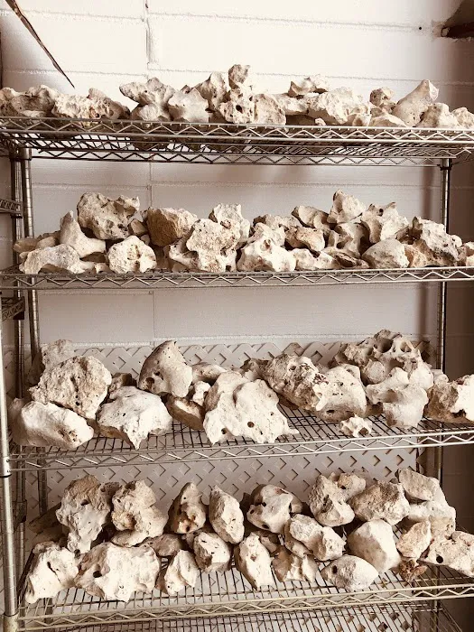 CaliforniaCichlids.com Picture 6