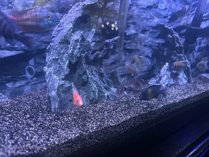 CaliforniaCichlids.com Picture 9