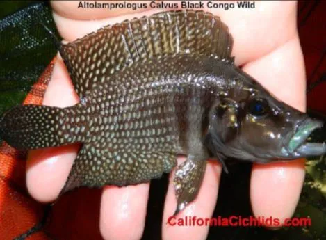 CaliforniaCichlids.com Picture 10