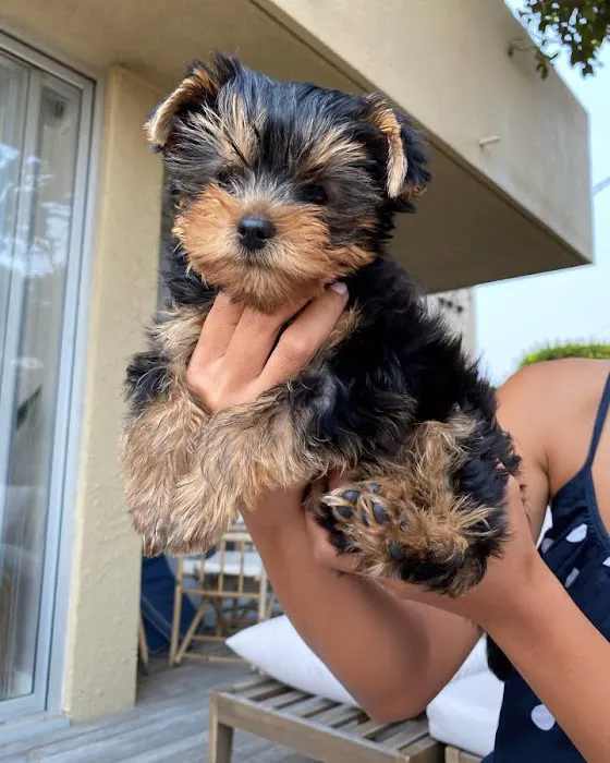 Pinkyhearts Picture 1