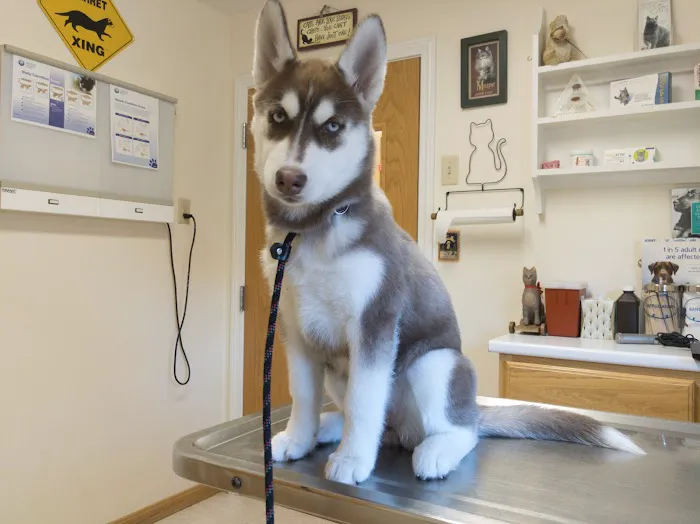 Henniker Veterinary Hospital Picture 2