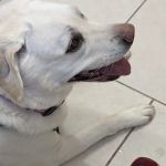 Henniker Veterinary Hospital