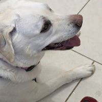 Henniker Veterinary Hospital ico