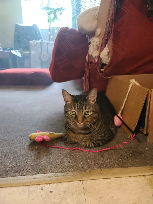 Henniker Veterinary Hospital Picture 4