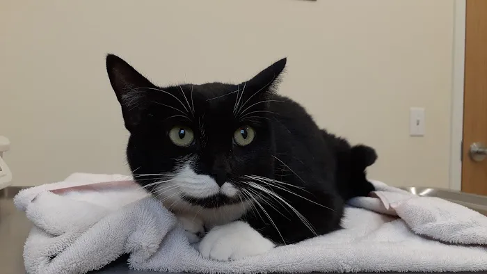 Henniker Veterinary Hospital Picture 6