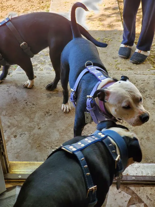 Bullerz Pet Supply Picture 3