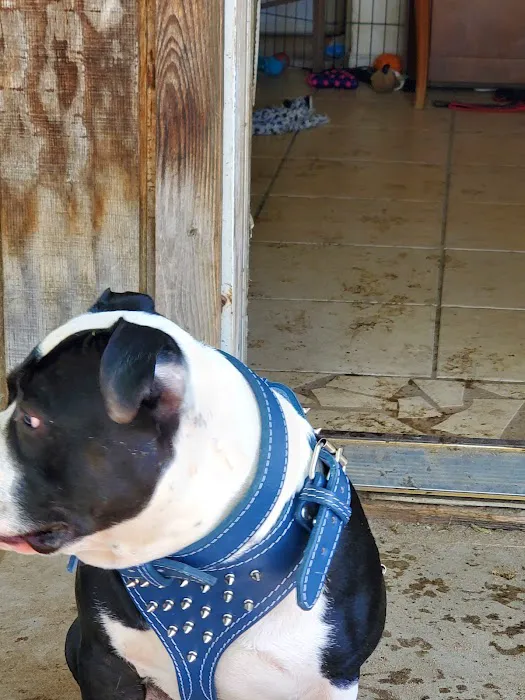 Bullerz Pet Supply Picture 5