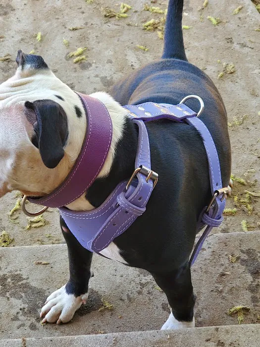 Bullerz Pet Supply Picture 4