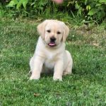 Apple Tree Animal Hospital