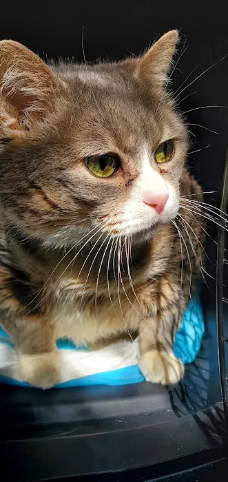 Apple Tree Animal Hospital Picture 6