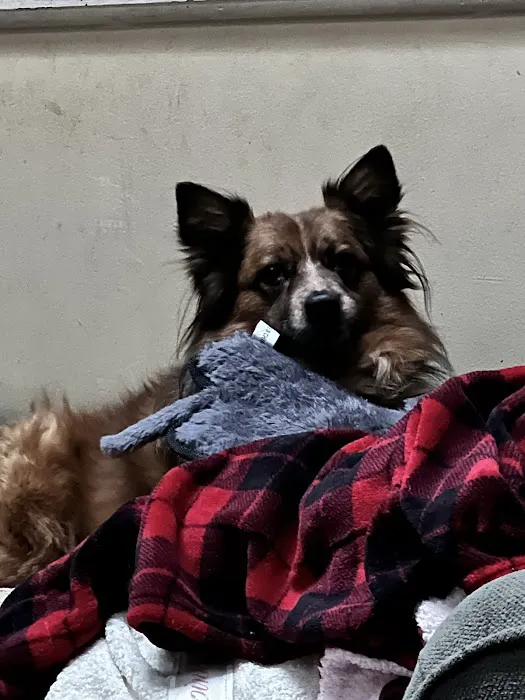 Apple Tree Animal Hospital Picture 7