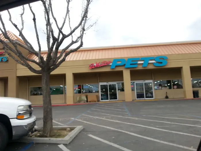 Whitie's Pets Picture 1