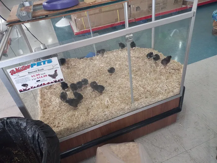 Whitie's Pets Picture 5