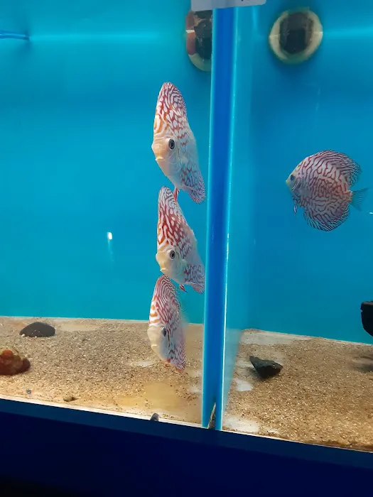 Whitie's Pets Picture 6