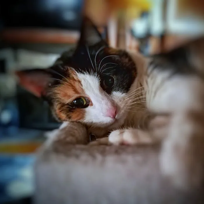 Glen Lake Animal Hospital Picture 9