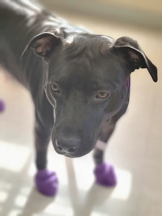 Glen Lake Animal Hospital Picture 8