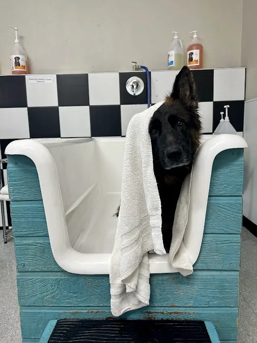 Bark Avenue Rocklin Picture 4