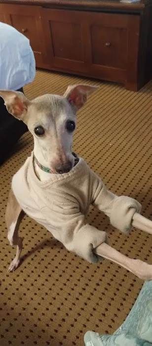 Bark Avenue Rocklin Picture 8