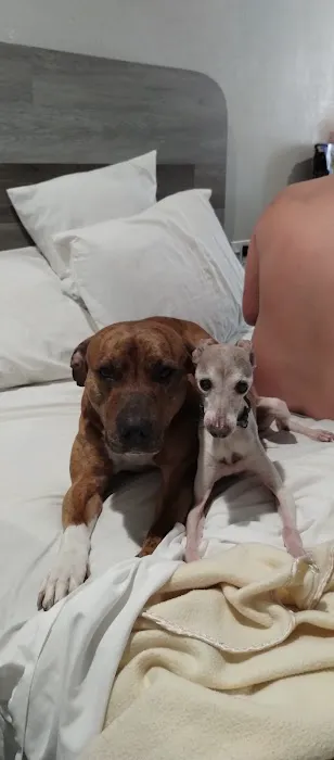 Bark Avenue Rocklin Picture 10