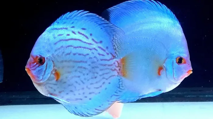 Aqua Life Aquarium Picture 3