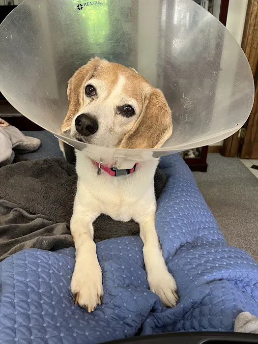 Bedford Veterinary Medical Center Picture 2