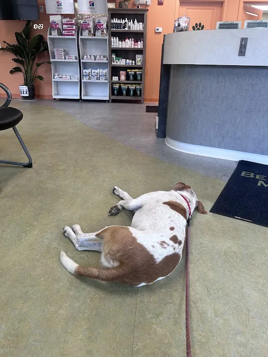 Bedford Veterinary Medical Center Picture 8