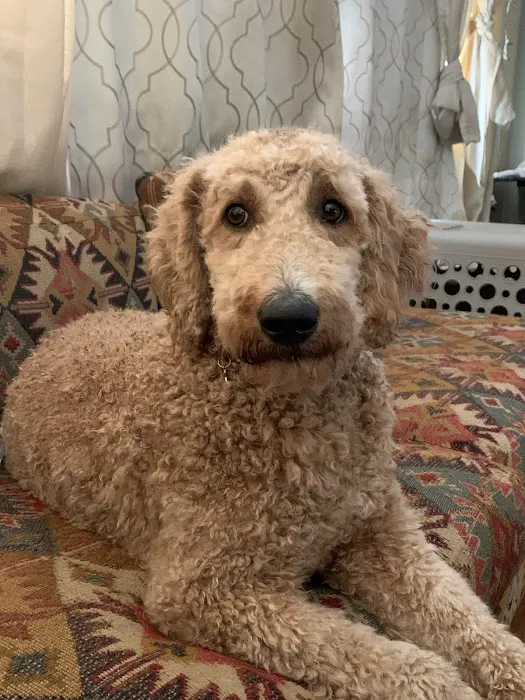 Bedford Veterinary Medical Center Picture 9